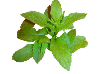 mint leaves isolated on white background