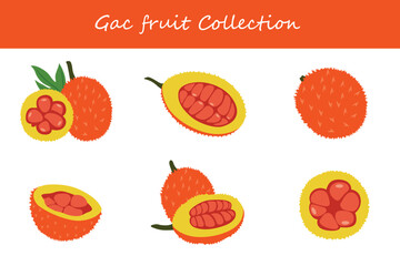 gac fruit collection in different poses. Vector illustration.