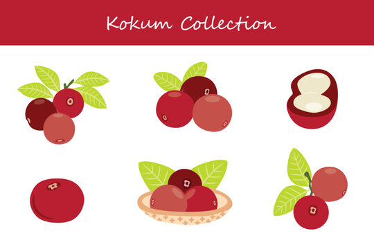 kokum collection in different poses. Vector illustration.