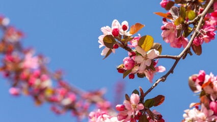 A mass of red cherry blossoms