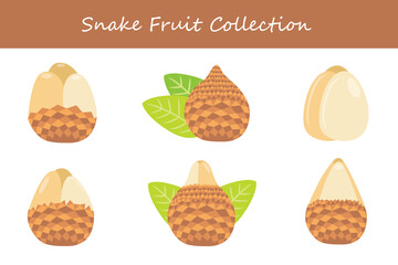 snake fruit collection in different poses. Vector illustration.