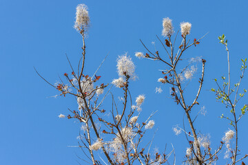 White smoke tree - Cotinus coggygria