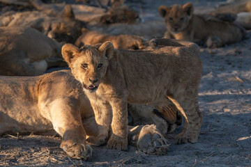 Lion cub front facing close up with a pride of lions in the background