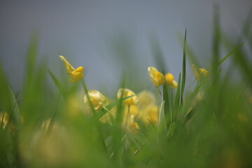 A Field Of Yellow Flowers With A Blurry Background