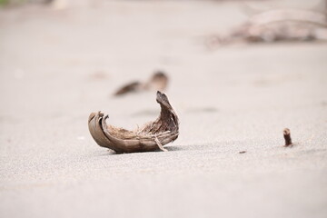 A Brown And White Banana Peel On The Ground 