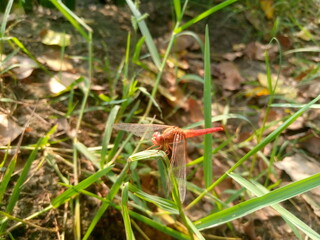 red ant on the grass