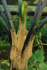 A Plant With A Green Stem
