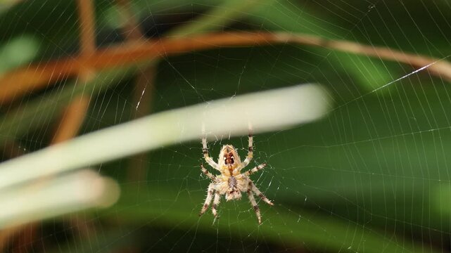 Spider Spinning Web in Garden