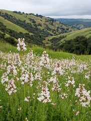 A field of white wildflowers blooming in a rolling green hillside with a hazy view of the valley in the background.