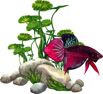 recommend clip art: The colorful Thai betta fish swims gracefully among the lush underwater plants.watercolor painting