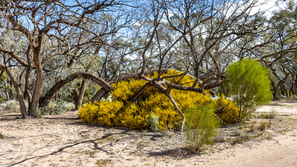 Beautiful yellow Australian wattle (Acacia)