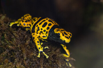The yellow-banded poison dart frog, Dendrobates leucomelas, bumblebee frog