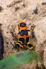 Mimic poison frog Intermedius, Ranitomeya imitator Intermedius