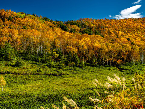 志賀高原、黄金色に紅葉した292号線沿いの風景