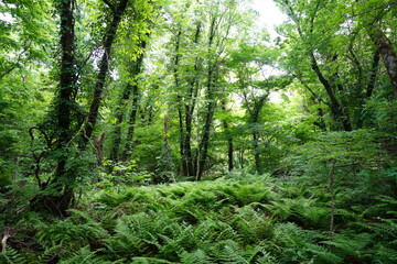 Obraz premium spring primeval forest with fresh ferns and old trees
