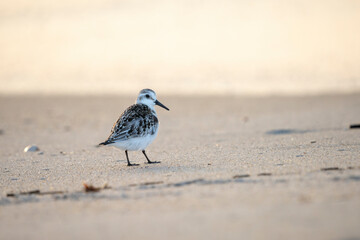 bird on the beach at dawn