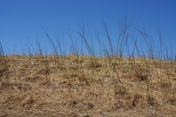 Fototapeta premium Dry grass and plants in a drought area