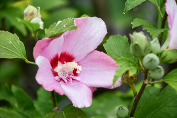 Obraz premium ムクゲ