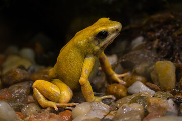 Green and black poison frog El Oro, Denrobates auratus El Oro