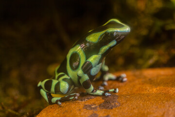 Dendrobates auratus f. Green, Green and black poison frog Green