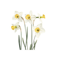 White Daffodils with Yellow Centers