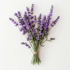 Fototapeta premium Background Bundle: Lavandula Flower Design for Summer with Fresh Lavender Bunch on White Card