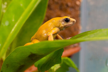 Green and black poison frog El Oro, Denrobates auratus El Oro