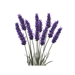 Fototapeta premium Blooming Lavender Flowers Bouquet Isolated on White Background
