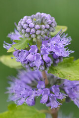 Closeup on the blue flowering Caryopteris cladonensis in the garden