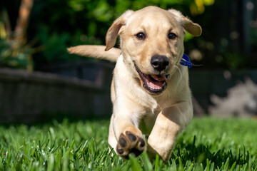 A three-month old Labrador Retriever puppy dog in a green environment