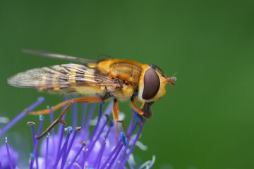 Closeup on the Common banded hoverfly, Syrphus ribesii on a blue flowering Caryopteris cladonensis