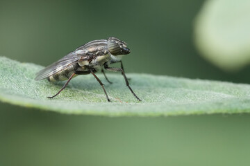 Closeup on a Locust blowfly, Stomorhina lunata in the garden
