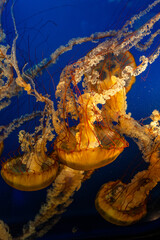 Yellow medusa jellyfish swimming in a blue aquarium