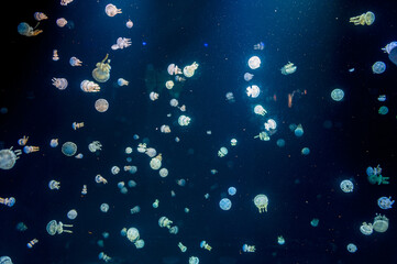 Medusa jellyfish swimming in an aquarium with dark blue water © PNPImages