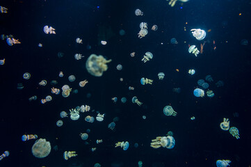 Medusa jellyfish swimming in an aquarium with dark blue water