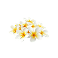 Naklejka premium White Frangipani Flowers Isolated on White Background