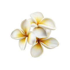 Fototapeta premium Closeup of Fragrant Plumeria Flowers