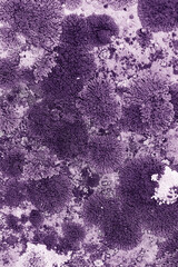 Lichens and mosses in various shapes, forms and textures on surface of rocks as natural environment pattern or textured background, top view colorful nature pattern, biological aesthetic