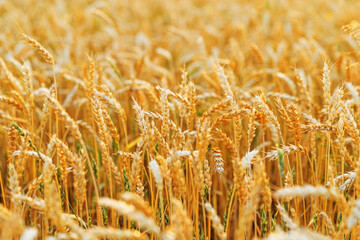 Close-up view of golden wheat field in full bloom, warm hues and texture of ripe wheat stalks swaying in breeze, golden hour sunlight, Aesthetic rural landscape, rich harvest, nature scene