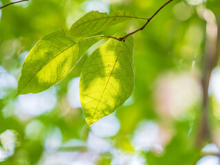 Sunlight shining through green leaves. Green leaves background