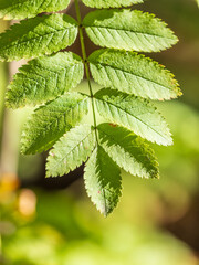 Sunlight shining through green leaves. Green leaves background