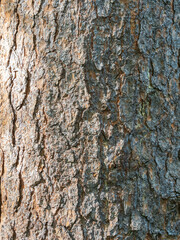 Bark texture and background of a old fir tree trunk. Detailed bark texture. Natural background