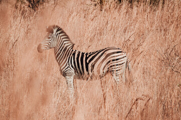 zebra in the wild
