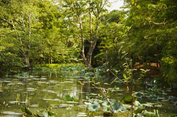 pond with plants