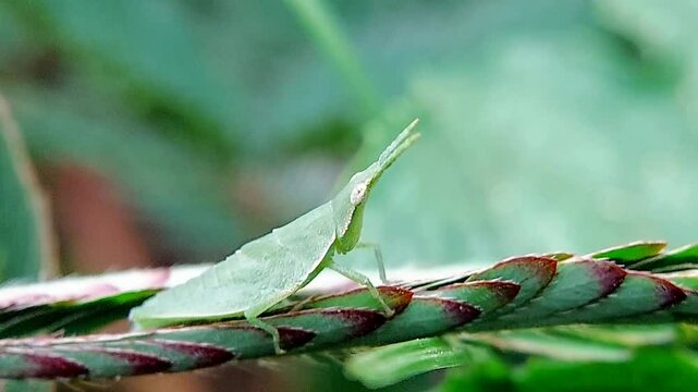 Oriental Long-headed Grasshopper (Acrida cinerea) on the leaves of the mollusk. macro video