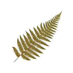 Single Fern Frond Isolated on White Background
