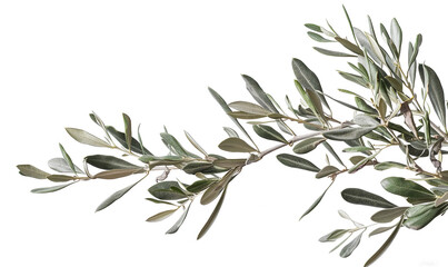 Obraz premium branch of a olive tree with leaves on a transparent background