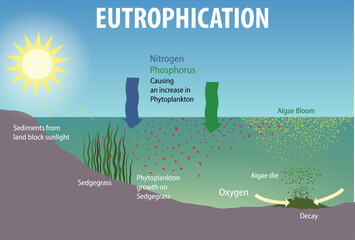 illustration of eutrophication diagram