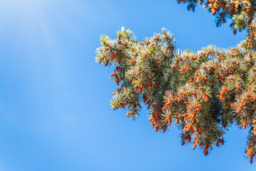 Green spruce branches with needles and cones in autumn.
