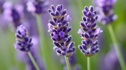 Naklejka premium Lavender Bloom, a close-up view showcasing the delicate petals and calming hues of lavender flowers, evoking tranquility and natural beauty in vibrant detail.